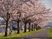 桜並木の散策路
