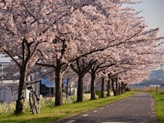 桜並木の散策路