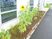 ひまわりが並ぶ建物脇の花壇  