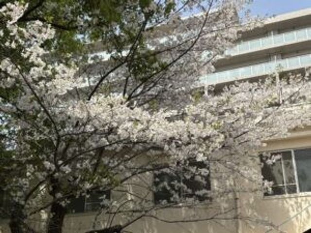 桜と建物の外観 外観   桜の花が建物の前を彩り、明るい雰囲気が感じられます。窓の多い外観で、やわらかな印象です。