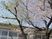 桜が咲く建物外観  