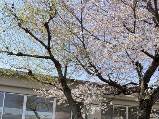 桜が咲く建物外観  
