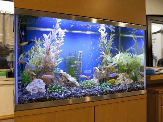 色とりどりの魚がいる水槽