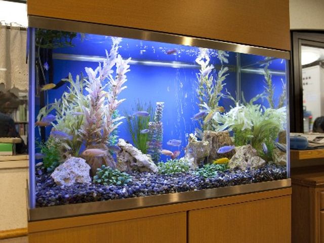 色とりどりの魚がいる水槽 アクアリウム 落ち着いた雰囲気のロビーに設置された色鮮やかな水槽です。訪れる人々に心安らぐ時間を提供しています。
