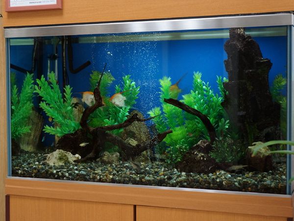 鮮やかな水槽の風景
