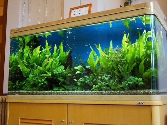  鮮やかな水槽の風景 