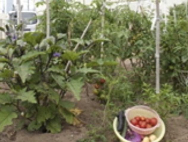 緑豊かな中庭 菜園 手入れが行き届いた中庭では、季節の花や野菜を育てる喜びを共有できます。ご入居者同士のコミュニケーションの場としても最適です。