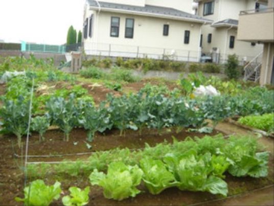 野菜が育つ庭