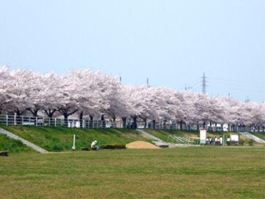 桜並木が美しい中庭