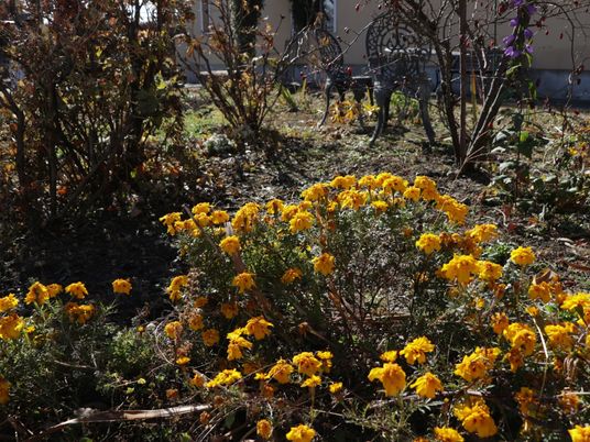 中庭の花壇の様子