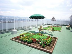 屋上庭園と植物
