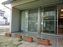 中庭の植物とネット