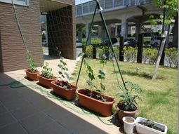 緑豊かな中庭