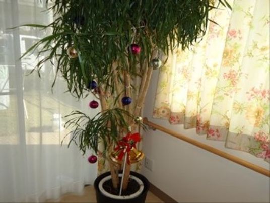 装飾された植物の角部屋