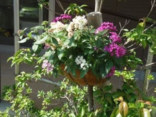 彩り豊かな植物のハンギングバスケット