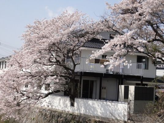 桜並木の美しい外観