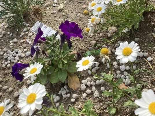 花壇の花  