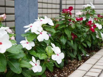 白と赤の花が並ぶ庭