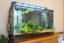 熱帯魚のいるアクアリウム