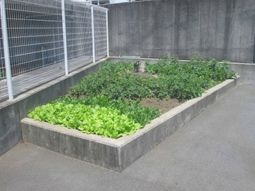 緑豊かな施設の菜園