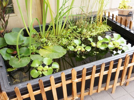 中庭の緑豊かな池
