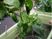 植物を育てる一場面