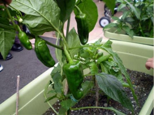植物を育てる一場面