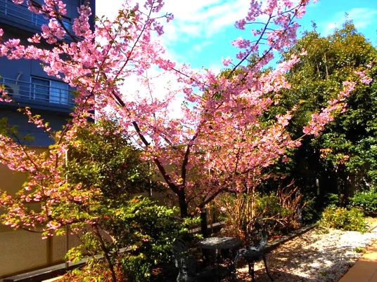 桜が咲く中庭  