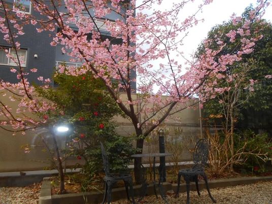 桜咲く中庭  