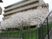 桜並木と建物外観  