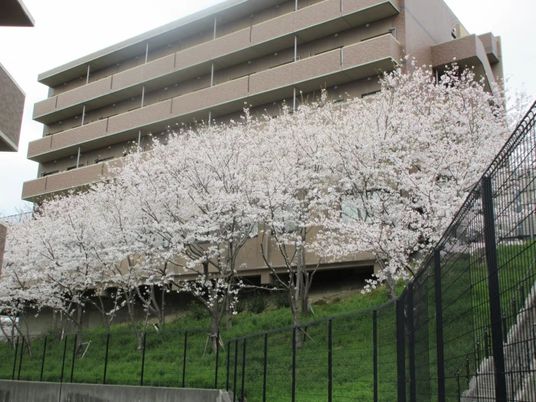 桜並木と建物外観  