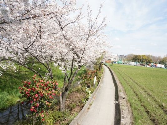 春の桜が並ぶ遊歩道