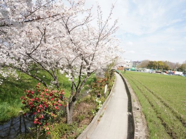 春の桜が並ぶ遊歩道 風景 桜の花が彩る遊歩道を散歩しながら、穏やかな春のひと時を過ごすことができます。