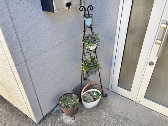 玄関横の植物