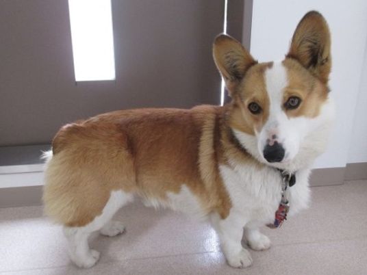 茶色白の小型犬スタンド