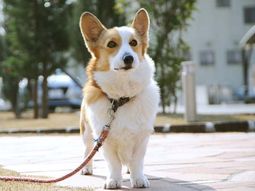 元気なペット