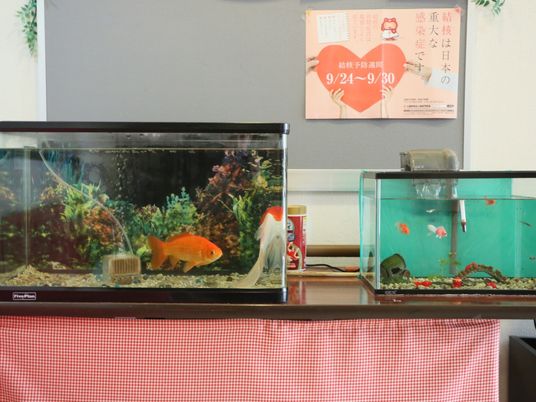 施設の写真 休憩コーナーに２つの水槽がある。左側の大きな水槽には大きな金魚が２匹、右側の小さな水槽には小さな金魚やめだかがいる。