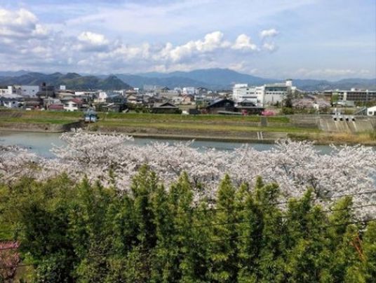 桜が咲く川沿いの風景