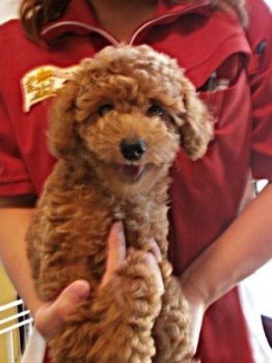 笑顔の犬とスタッフ