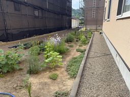 庭の植物