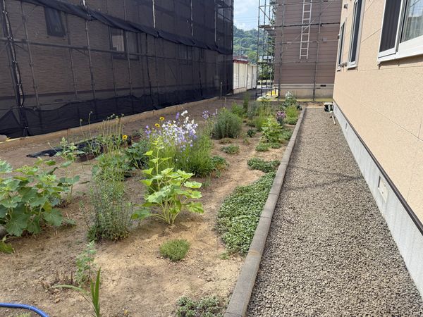 庭の植物
