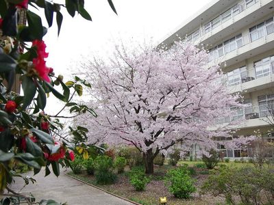 春の中庭桜と建物