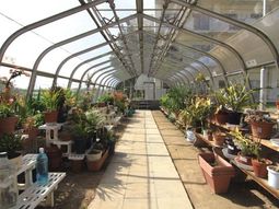 温室の多様な植物たち