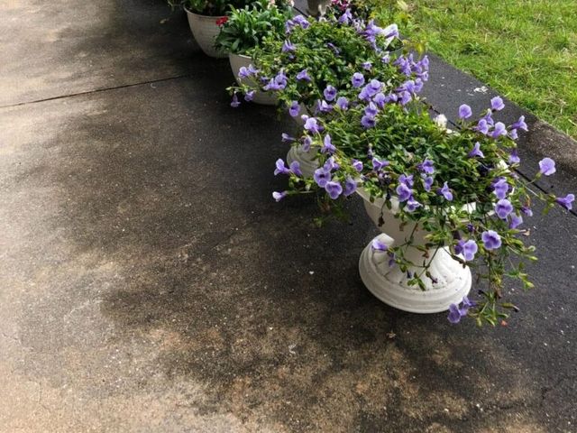 花のある庭先  