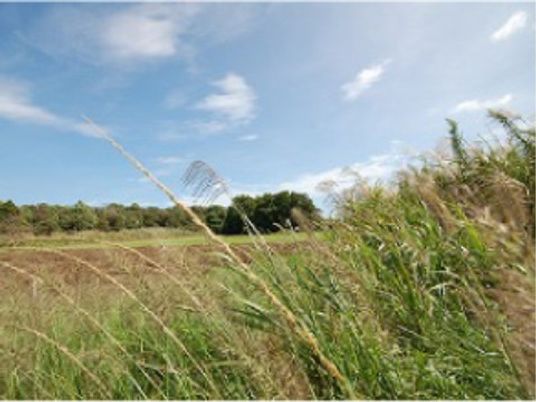 自然豊かな庭の様子