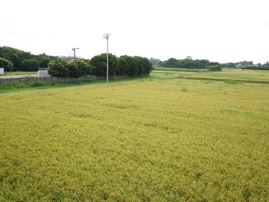 広々とした緑の田園