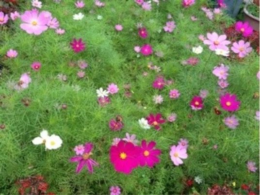 色とりどりの花の庭