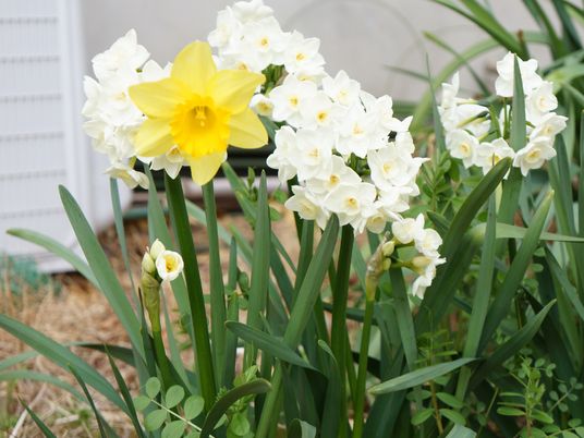 春の花が咲く中庭