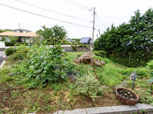 緑豊かな庭の風景