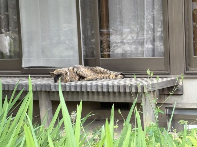 窓辺で寝る猫の庭 庭   緑に囲まれた窓辺の庭で、猫が木の縁に体を伸ばして休んでいます。落ち着いた雰囲気があり、外の空気を感じやすい空間です。